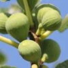 Ice Crystal Fig Tree -Plant Seeds Store ice crystal 2