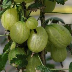 Complete Gooseberry Collection | Red, White & Green -Plant Seeds Store invicta gooseberry 303489b5 b71e 469d 93c3 b03b333ee84e