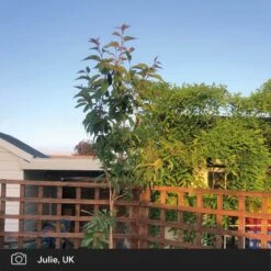 Japanese Cherry Blossom Tree | Prunus Serrulata 'Kanzan' 21 Japanese Cherry Blossom Tree | Prunus Serrulata 'Kanzan' -Plant Seeds Store japanese cherry blossom