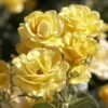 'Joyful Sunshine' Hybrid Tea Rose -Plant Seeds Store jope04100 joyful sunshine