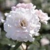 'A Whiter Shade Of Pale' Hybrid Tea Rose 2 'A Whiter Shade Of Pale' Hybrid Tea Rose -Plant Seeds Store jope04158 shade of pale