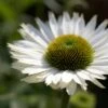 Echinacea 'SunSeekers White Perfection' -Plant Seeds Store jope04434 perfection 6d10236f 4b7f 4183 891a 4bc4f227cc63