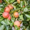 'Kidd's Orange Pippin' Apple Tree 2 'Kidd's Orange Pippin' Apple Tree -Plant Seeds Store kiddsorange 1