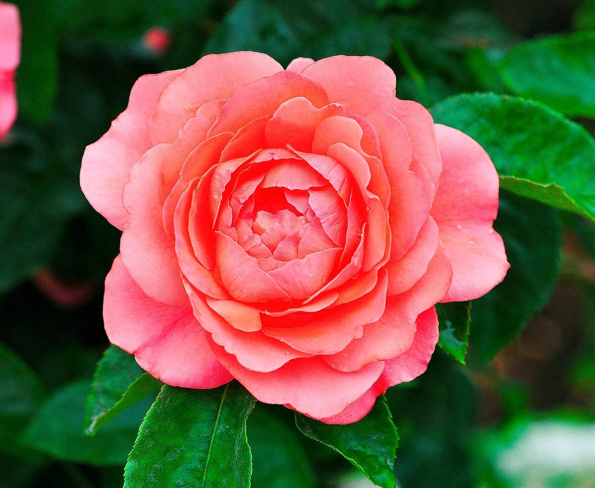 'Castle Avila' Patio Shrub Rose 4 'Castle Avila' Patio Shrub Rose - Image 2