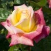 'Love And Peace' Hybrid Tea Rose -Plant Seeds Store lage00913 love peace