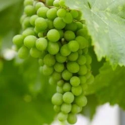 'Lakemont' Seedless Outdoor Grape Vine -Plant Seeds Store lakemont1