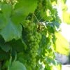 'Lakemont' Seedless Outdoor Grape Vine 1 'Lakemont' Seedless Outdoor Grape Vine -Plant Seeds Store lakemont2
