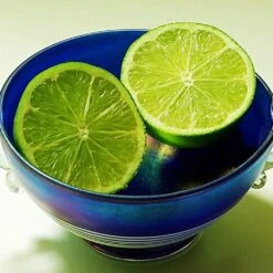 Lime Tree | Lime Of Tahiti | Grafted Mini-Stem 9 Lime Tree | Lime Of Tahiti | Grafted Mini-Stem -Plant Seeds Store limetree4