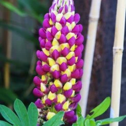 Lupin West Country Manhattan Lights
