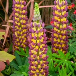 Lupin West Country Manhattan Lights -Plant Seeds Store manhattan 3