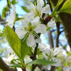 Mirabelle De Nancy Plum Tree 14 Mirabelle De Nancy Plum Tree -Plant Seeds Store mirabelle de nancy flower