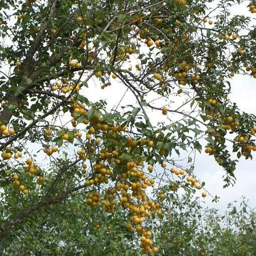 Mirabelle De Nancy Plum Tree 5 Mirabelle De Nancy Plum Tree - Image 3