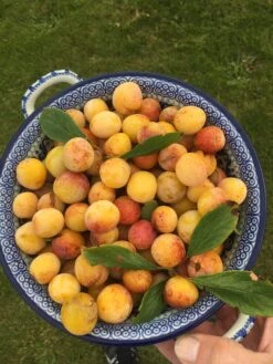 Mirabelle De Nancy Plum Tree 17 Mirabelle De Nancy Plum Tree -Plant Seeds Store mirabelledenancy