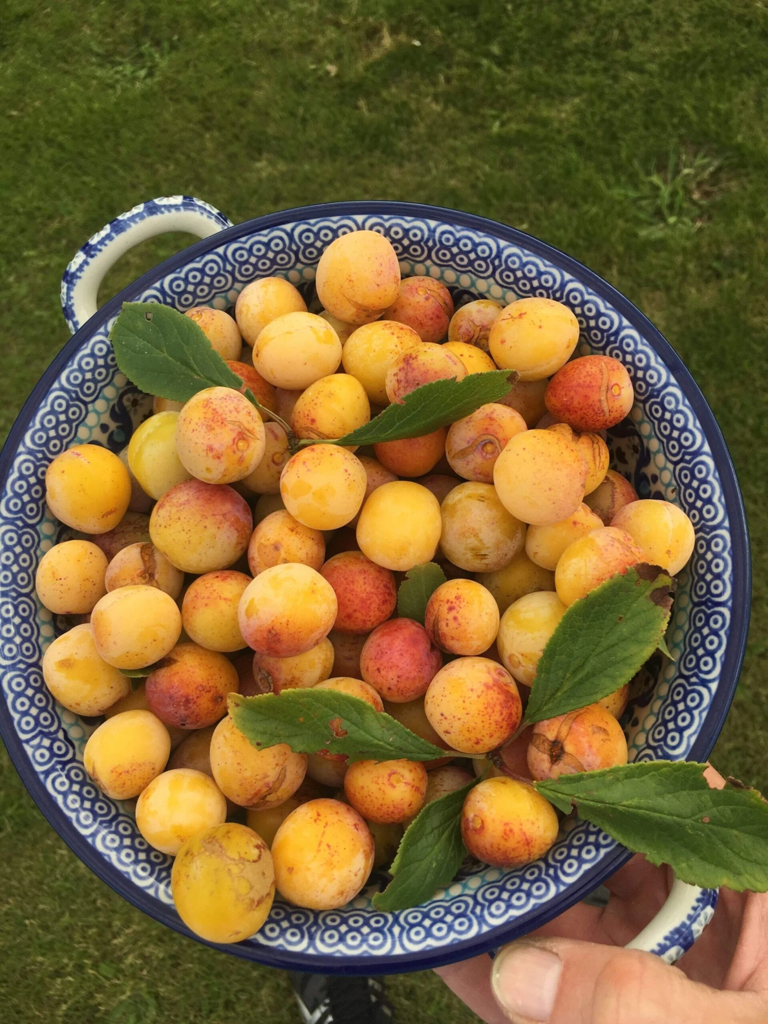 Mirabelle De Nancy Plum Tree 9 Mirabelle De Nancy Plum Tree - Image 7