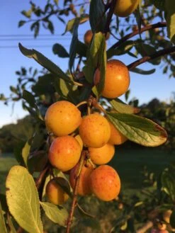 Mirabelle De Nancy Plum Tree 16 Mirabelle De Nancy Plum Tree -Plant Seeds Store mirabelledenancyonbranch