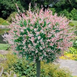 Plant Seeds Store 29 Flamingo Willow Tree | Salix Integra Hakuro Nishiki