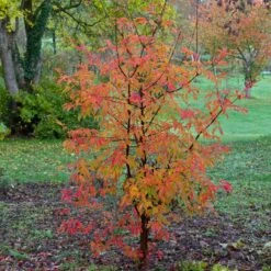 Paperbark Maple Tree | Acer Griseum -Plant Seeds Store moja09683