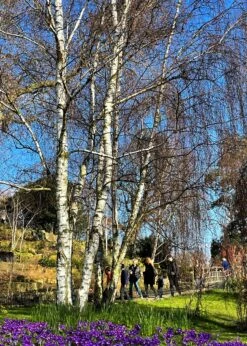Silver Birch Tree | Betula Pendula -Plant Seeds Store new silver birch2