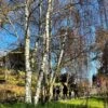 Silver Birch Tree | Betula Pendula -Plant Seeds Store new silver birch2 d715810e 9dad 4384 9c3b 56385588c32a