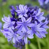 Agapanthus 'Pretty Heidy' | 7.5L -Plant Seeds Store noma02439