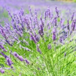 English Lavender | Lavandula Angustifolia 7 English Lavender | Lavandula Angustifolia -Plant Seeds Store oldenglish2