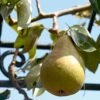 'Onward' Pear Tree 1 'Onward' Pear Tree -Plant Seeds Store onward 1