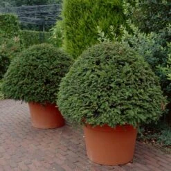English Yew Tree | Taxus Baccata 19 English Yew Tree | Taxus Baccata -Plant Seeds Store operationyewtree2