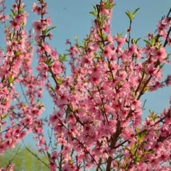 Peregrine Peach Tree -Plant Seeds Store peach add1