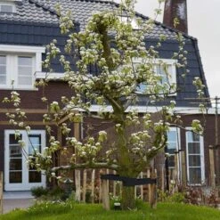 Conference Pear Tree -Plant Seeds Store pear add1 5012c709 f2ae 4948 a0f1 3ab9e51cd759