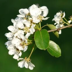 Concorde Pear Tree -Plant Seeds Store pearblossom1