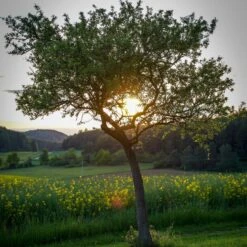 Williams Bon Chrétien Pear Tree 14 Williams Bon Chrétien Pear Tree -Plant Seeds Store peartree