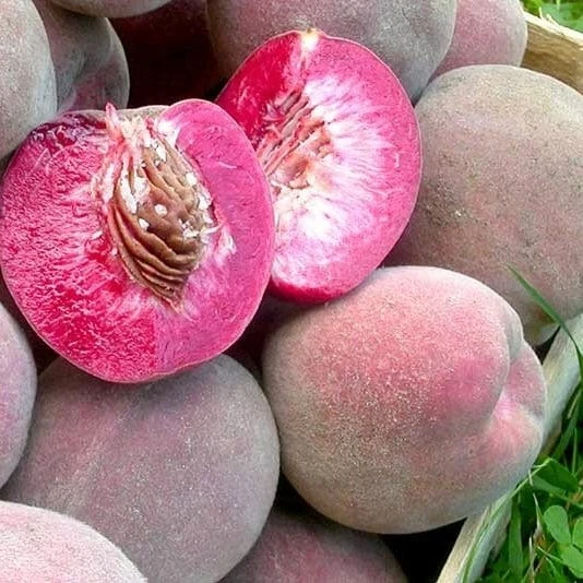 'Peche De Vigne' Bloody Peach Tree 4 'Peche De Vigne' Bloody Peach Tree - Image 2