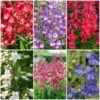 Perfect Penstemons Collection -Plant Seeds Store penstemoncol 1