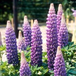 Lupin West Country Persian Slipper 13 Lupin West Country Persian Slipper -Plant Seeds Store persianslipper 2