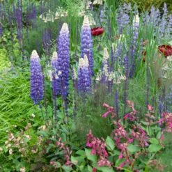 Lupin West Country Persian Slipper 11 Lupin West Country Persian Slipper -Plant Seeds Store persianslipper 3