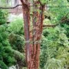 Paperbark Maple Tree | Acer Griseum -Plant Seeds Store phbe04468