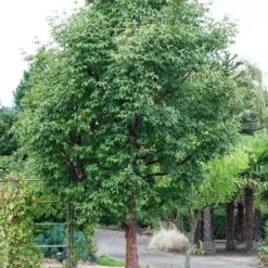 Paperbark Maple Tree | Acer Griseum -Plant Seeds Store phbe04469