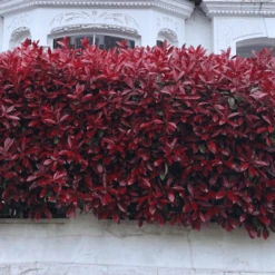 Photinia 'Red Robin' -Plant Seeds Store photinia