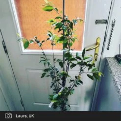 Pink Winter Flowering Cherry Tree | Prunus X Subhirtella 'Autumnalis Rosea' -Plant Seeds Store pink winter flower