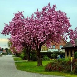 Plant Seeds Store 21 Pink Perfection Cherry Blossom Tree