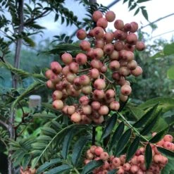 Pink Pagoda Rowan Tree | Sorbus Hupehensis -Plant Seeds Store pinkrowantree
