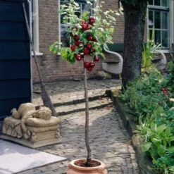 Victoria Plum Tree -Plant Seeds Store plumtreepotted