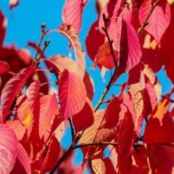 Sargent's Cherry Blossom Tree | Prunus Sargentii 14 Sargent's Cherry Blossom Tree | Prunus Sargentii -Plant Seeds Store prunussargentiiautumn