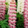 Lupin West Country Rachel De Thame -Plant Seeds Store racheldethame 1