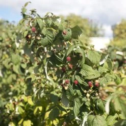 Award Winning Raspberry Canes | Growers' Choice 12 Award Winning Raspberry Canes | Growers' Choice -Plant Seeds Store raspberrybush