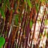 Red Bamboo | Fargesia Scabrida 'Asian Wonder' -Plant Seeds Store redredredbamboo 1