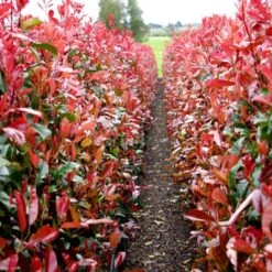 Photinia 'Red Robin' -Plant Seeds Store redrobin2