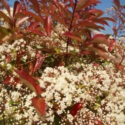Photinia 'Red Robin' -Plant Seeds Store redrobin3