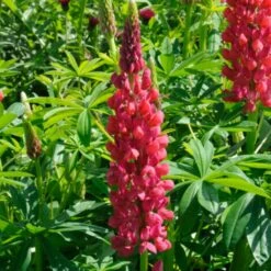 Lupin West Country Red Rum 7 Lupin West Country Red Rum -Plant Seeds Store redrum 1