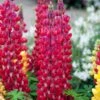 Lupin West Country Red Rum -Plant Seeds Store redrum 2 1